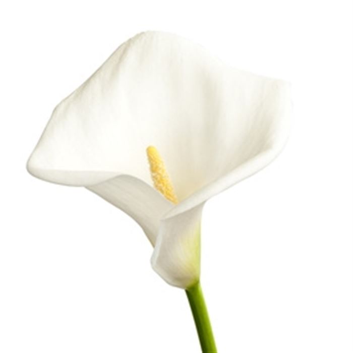 sprache-der-blumen_calla_blumen-verschicken_blumenbote-chemnitz.jpg