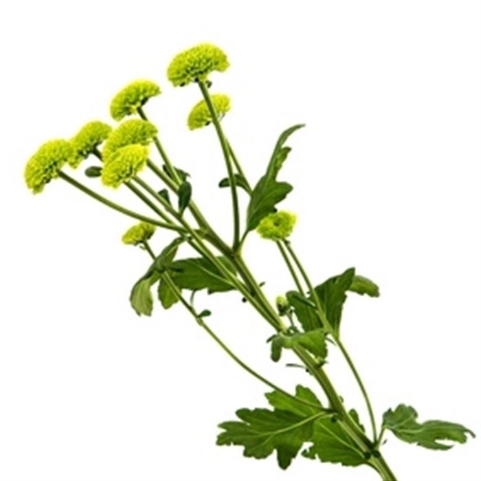 sprache-der-blumen_chrysantheme_farbe_blumen-verschicken_blumenbote-chemnitz.jpg