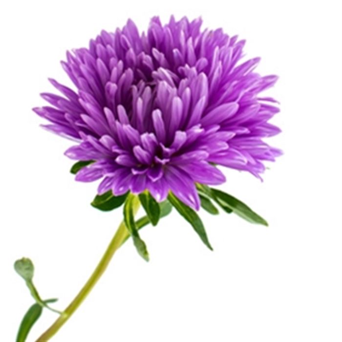 sprache-der-blumen_aster_blumen-verschicken_blumenbote-chemnitz.jpg