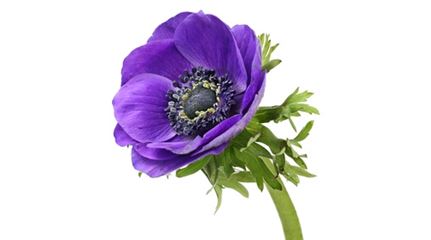 sprache-der-blumen_anemone_blumen-verschicken_blumenbote-chemnitz.jpg