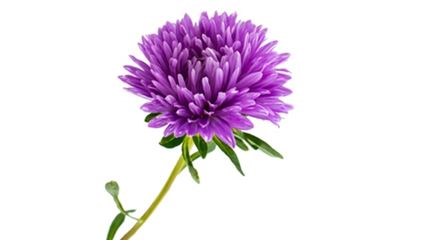 sprache-der-blumen_aster_blumen-verschicken_blumenbote-chemnitz.jpg