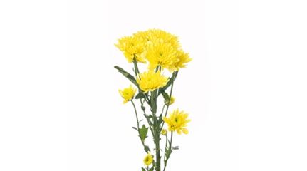 sprache-der-blumen_chrysantheme_blumen-verschicken_blumenbote-chemnitz.jpg