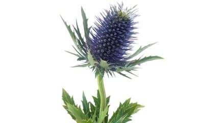 sprache-der-blumen_distel_blumen-verschicken_blumenbote-chemnitz.jpg