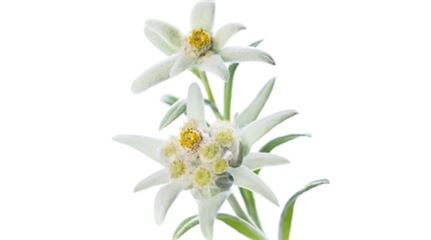 sprache-der-blumen_edelweiss_blumen-verschicken_blumenbote-chemnitz.jpg