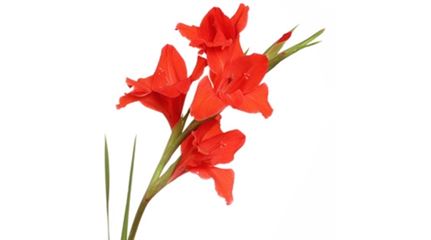 sprache-der-blumen_gladiole_blumen-verschicken_blumenbote-chemnitz.jpg