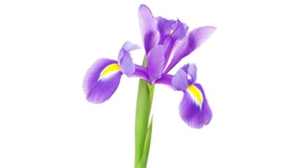 sprache-der-blumen_iris_blumen-verschicken_blumenbote-chemnitz.jpg