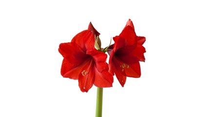 sprache-der-blumen_amaryllis_ritterstern_blumen-verschicken_blumenbote-chemnitz.jpg