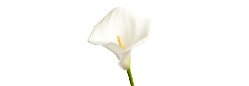 sprache-der-blumen_calla_blumen-verschicken_blumenbote-chemnitz.jpg