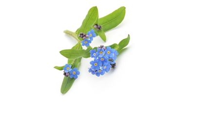 sprache-der-blumen_myosotis_vergissmeinnicht_blumen-verschicken_blumenbote-chemnitz.jpg